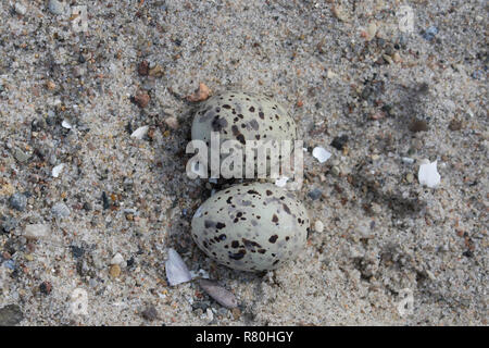 Zwergseeschwalbe (Sterna Albifrons). Nest mit zwei Eiern. Deutschland Stockfoto