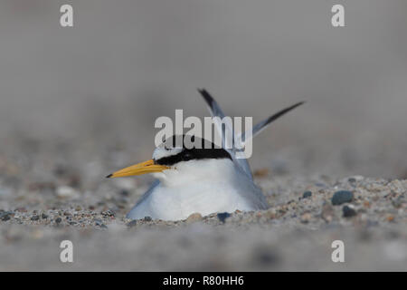 Zwergseeschwalbe (Sterna Albifrons). Erwachsenen auf dem Nest. Deutschland Stockfoto