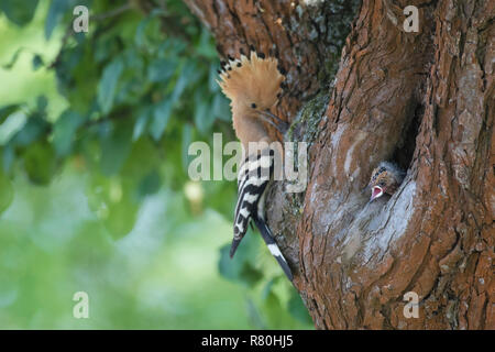 Wiedehopf (Upupa epops). Erwachsener im Nest mit Küken. Deutschland Stockfoto