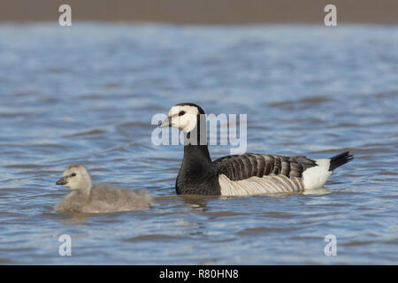 Nonnengans (Branta leucopsis). Erwachsener und Küken schwimmen. Svalbard, Norwegen Stockfoto