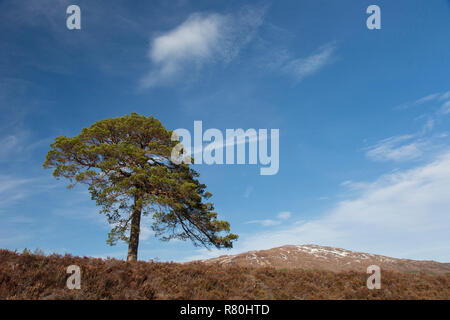 Gemeine Kiefer (Pinus sylvestris), Einzel-, Baum. Glen Affric, Scottish Highlands, Schottland, Großbritannien Stockfoto