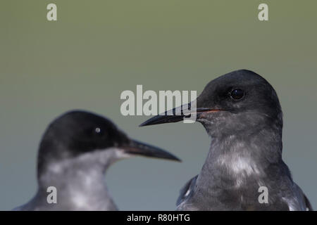 Schwarz Tern (Chlidonias niger). Porträt von zwei Erwachsenen. Deutschland Stockfoto