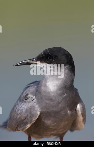 Schwarz Tern (Chlidonias niger). Portrait von Erwachsenen. Deutschland Stockfoto