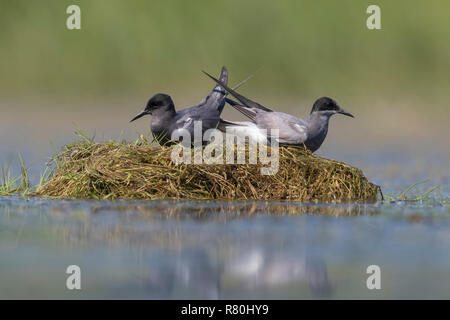 Schwarz Tern (Chlidonias niger). Paar Anzeige auf eine kleine schwimmende Insel. Deutschland Stockfoto