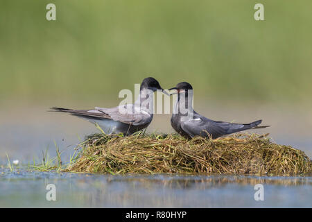 Schwarz Tern (Chlidonias niger). Paar Anzeige auf eine kleine schwimmende Insel. Deutschland Stockfoto