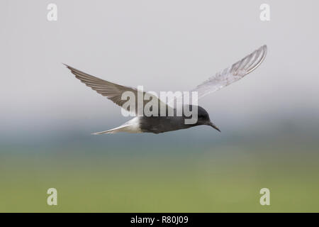 Schwarz Tern (Chlidonias niger), Erwachsene im Flug, Deutschland Stockfoto