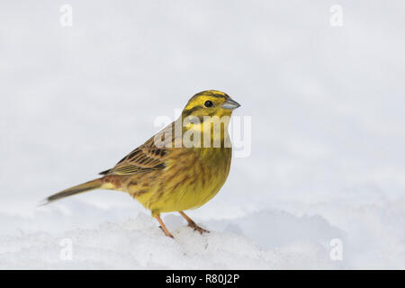 Die Goldammer wären (Emberiza citrinella). Erwachsene männliche stehend auf Schnee. Schweden Stockfoto