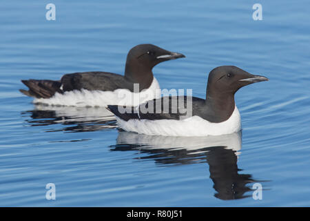 Bruennichs Guillemot, Thick-billed Murre (Uria lomvia). Zwei Erwachsene schwimmen auf das Meer. Svalbard. Stockfoto