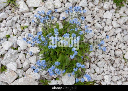 Alpine Vergißmeinnicht (Myosotis alpestris), blühende Pflanze. Nationalpark Hohe Tauern, Kärnten, Österreich Stockfoto