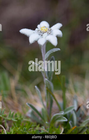 Edelweiss (Leontopodium nivale alpinum), blühende Pflanze. Nationalpark Hohe Tauern, Kärnten, Österreich Stockfoto