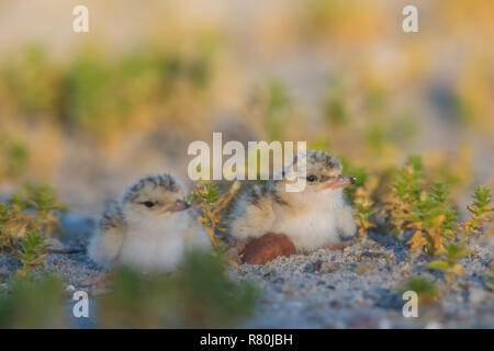 Zwergseeschwalbe (Sterna Albifrons). Paar Küken. Deutschland Stockfoto