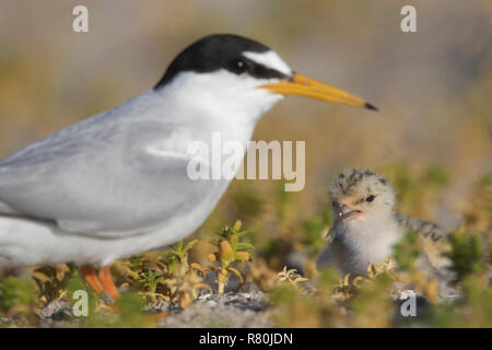 Zwergseeschwalbe (Sterna Albifrons). Eltern mit Küken füttern. Deutschland Stockfoto