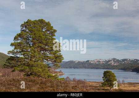 Scots Kiefern (Pinus sylvestris) in ein Loch Beinn Mheadhoin, Glen Affric, Schottland gespiegelt Stockfoto