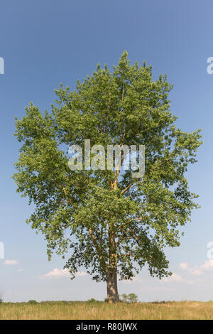 Schwarzpappel (Populus nigra), einsamer Baum im Sommer. Deutschland Stockfoto