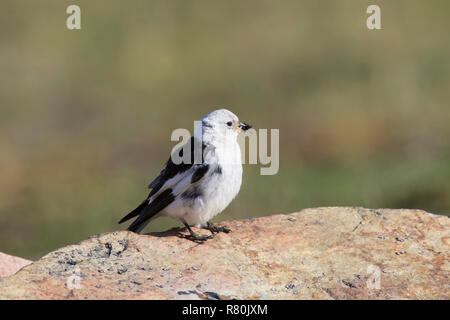 Schneeammer (Plectrophenax nivalis). Erwachsene männliche Zucht im Gefieder, mit Insekten für ihre Küken. Svalbard, Norwegen Stockfoto