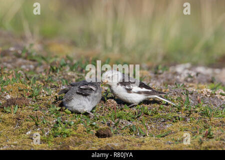 Schneeammer (Plectrophenax nivalis). Die männlichen Küken füttern. Svalbard, Norwegen Stockfoto