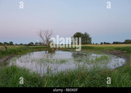 Höckerschwäne auf einem Altarm der Oder. Oderbruch, Land Brandenburg, Deutschland Stockfoto