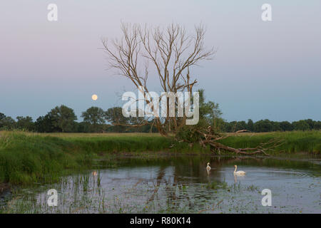 Höckerschwäne auf einem Altarm der Oder. Oderbruch, Land Brandenburg, Deutschland Stockfoto