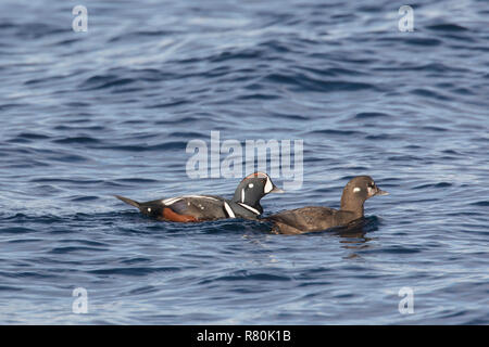 Harlequin Duck (Histrionicus histrionicus). Paar in der Zucht Gefieder im Meer schwimmen, Island Stockfoto