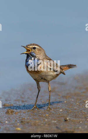 Weiß getupftem Blaukehlchen (Luscinia svecica). Erwachsene männliche stehend auf dem Boden und Singen. Deutschland Stockfoto