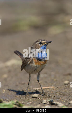 Weiß getupftem Blaukehlchen (Luscinia svecica). Erwachsene männliche stehend auf dem Boden. Deutschland Stockfoto