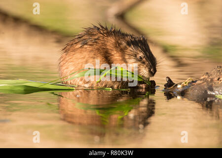 Bisamratte (Ondatra Zibethicus) Fütterung auf Pflanze, Deutschland Stockfoto