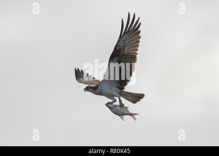 Fischadler (Pandion haliaetus) im Flug, mit Fisch Beute in seinen Krallen. Deutschland Stockfoto