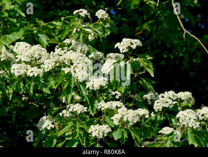 Wild Service Baum, The Great Tree, Dame Baum (Sorbus torminalis). Ast mit Blätter und Blumen. Deutschland Stockfoto