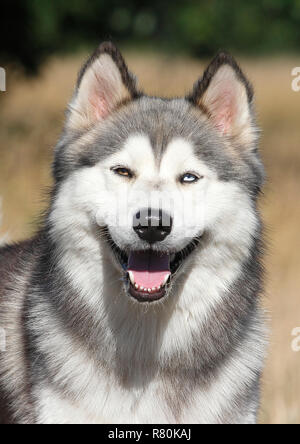 Siberian Husky x Malamute. Portrait von männlich (2 Jahre alt). Deutschland Stockfoto