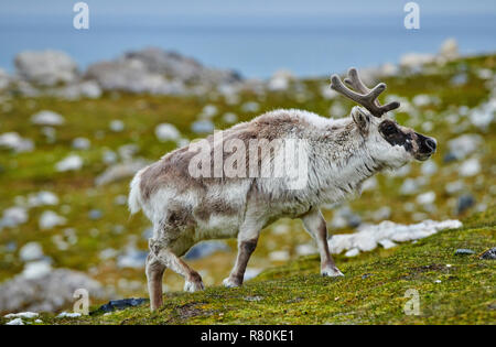 Svalbard Rentier (Rangifer tarandus platyrhynchus). Stier in Velvet wandern in der Tundra im Sommer. Svalbard Stockfoto