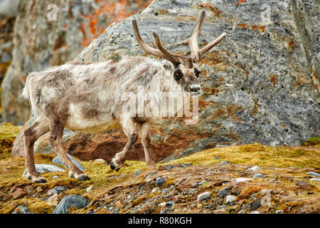 Svalbard Rentier (Rangifer tarandus platyrhynchus). Stier in Velvet wandern in der Tundra im Sommer. Svalbard Stockfoto