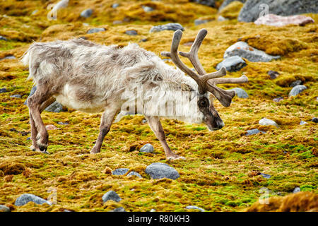 Svalbard Rentier (Rangifer tarandus platyrhynchus). Stier in Velvet wandern in der Tundra im Sommer. Svalbard Stockfoto