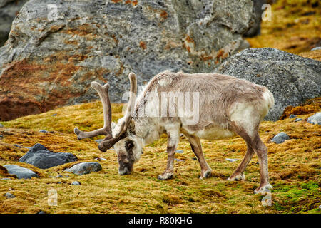 Svalbard Rentier (Rangifer tarandus platyrhynchus). Stier in Velvet Beweidung in der Tundra im Sommer. Svalbard Stockfoto