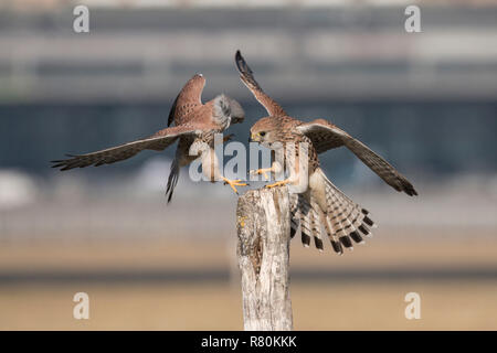 Turmfalke (Falco tinnunculus). Zwei Erwachsene kämpfen. Berlin, Deutschland Stockfoto