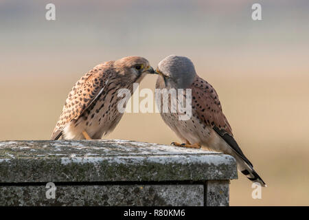 Turmfalke (Falco tinnunculus). Paar billing auf eine Wand. Berlin, Deutschland Stockfoto