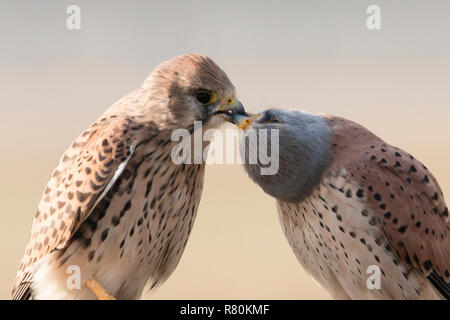 Turmfalke (Falco tinnunculus). Paar Billing. Berlin, Deutschland Stockfoto