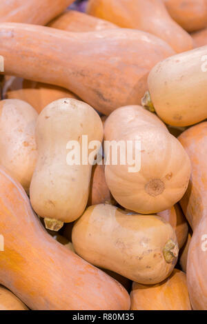 Eine Menge mini Kürbis im Freien Farmers Market. Organische Halloween Kürbis in einem Lebensmittelgeschäft. vertikale Foto Stockfoto