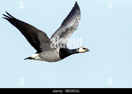 Nonnengans (Branta leucopsis). Erwachsener im Flug. Deutschland Stockfoto