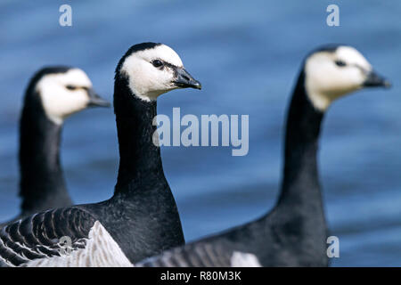 Nonnengans (Branta leucopsis). Portrait von drei Erwachsene. Deutschland Stockfoto