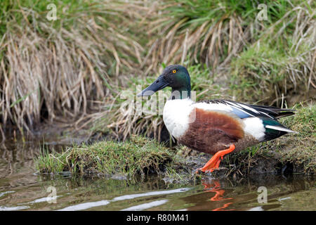 Northern Shoveler (Anas Clypeata). Drake in der Zucht Gefieder zu Fuß ins Wasser. Deutschland Stockfoto