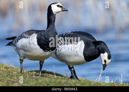 Nonnengans (Branta leucopsis). Paar nach Nahrungssuche auf Salzwiesen, Nordsee, Deutschland Stockfoto