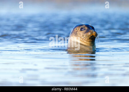 Seehund, Seehunde (Phoca vitulina) mit Blick auf das Meer. Nordsee, Deutschland Stockfoto