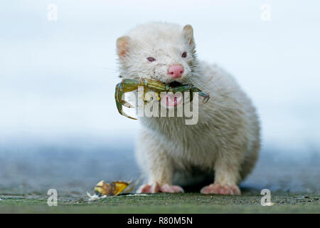 Amerikanischer Nerz (Mustela Couture, couture Neovison). Albino essen eine Shore Crab (Carcinus maenas). Danmark Stockfoto