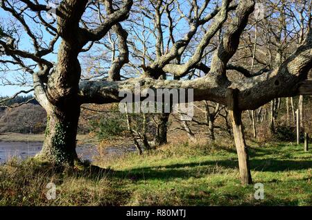 Das krumme Eiche Y Dderwen Gam propped up alte Eiche Baum auf das Cleddau Fluss Picton Punkt berühmt durch Dichter Waliser Waldo Williams Wales Cymru Großbritannien hergestellt Stockfoto