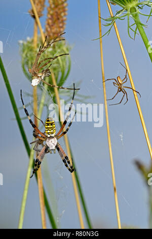 Schwarz-gelbe Argiope, Schwarz-gelb Garten Spinne (Argiope Bruennichi). Frisch gehäutet Weibliche in Orb mit männlichen warten neben ihr, bereit, um sich zu paaren. Deutschland Stockfoto