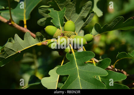 Traubeneichenholz Eiche, Trauben-eiche (Quercus pontica). Zweig mit Blättern und unreife Eicheln. Deutschland Stockfoto