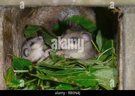 Genießbare Siebenschläfer (Glis Glis). Eltern und Kinder in Nistkasten während des Tages. Übergeordnete Tier hat die Cub bedeckt ein wenig mit Laub (nur ein Schlaflied fehlt!). Deutschland Stockfoto