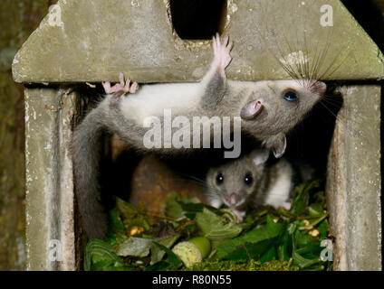 Genießbare Siebenschläfer (Glis Glis). Zwei Jugendliche klettern in einem nistkasten. Deutschland Stockfoto