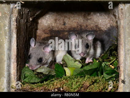 Genießbare Siebenschläfer (Glis Glis). Zwei Personen in einem nistkasten. Da die Nachkommen der Sieben-toed Schieberegler bereits im Herbst sehr unabhängig sind, die Familie lebt zusammen nur in einem sehr lockeren Gruppe. Nach der Suche nach Nahrung, die Sie in den Ruhestand zu einem Unterstand (oft ein leerer Nistkasten) zur Ruhe, nachdem sie grün oder trockene Blätter als Basis eingegeben haben. Deutschland Stockfoto