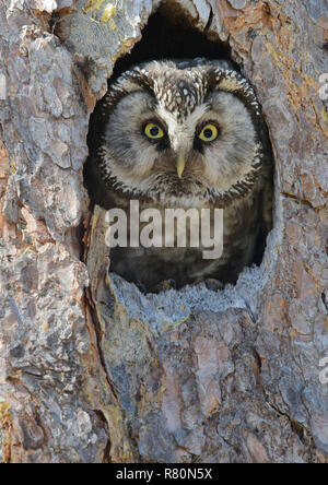 Tengmalm's Owl (Aegolinus funereus) Blick von der Verschachtelung Hohlraum. Deutschland Stockfoto